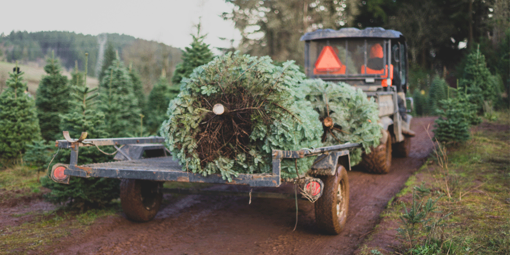 Farm truck and trailer hauling cut Christmas trees in the field.