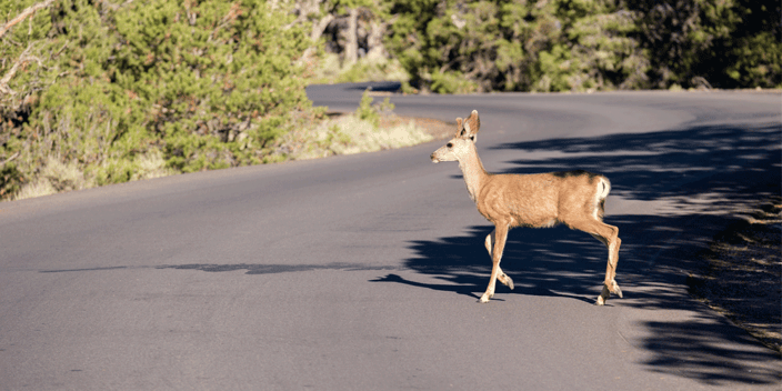 Small deer crossing the road, how truckers can avoid driving distracted