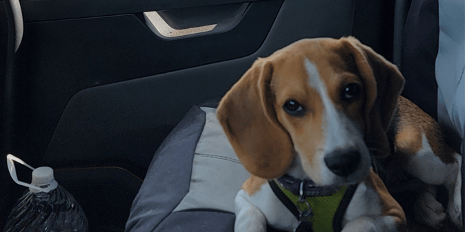 Dog (beagle) sitting in the passenger seat of a semi-truck. Best Trucking Companies with Pet Policies