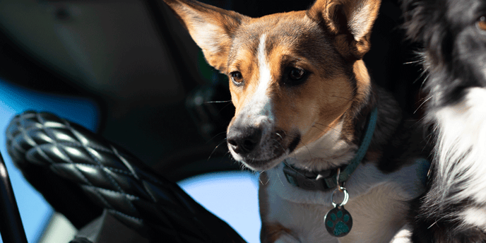 Dog sitting in driver's seat of a semi-truck cab. Best Trucking Companies with Pet Policies.