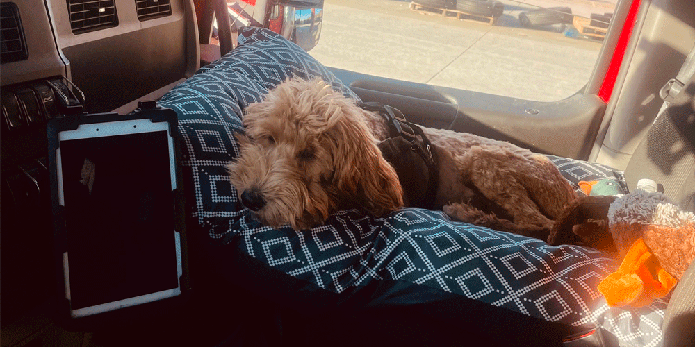 Small dog sitting in a dog bed in the passenger seat of a semi-truck.