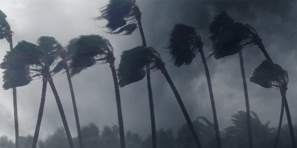 Wind-blown palm trees with stormy skies.