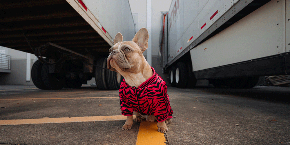 A small dog in a pink striped jacket standing between two dry van trailers.